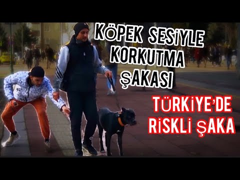 Köpek Sesiyle Kork*tma Şakası (Türkiye’de İlk)