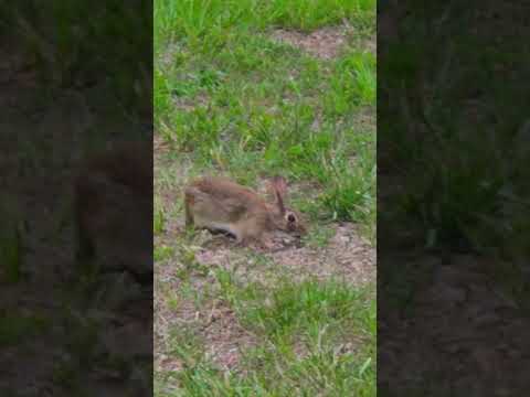Rabbit #nature #rabbit #shortsfeed #animals #cute #bunny