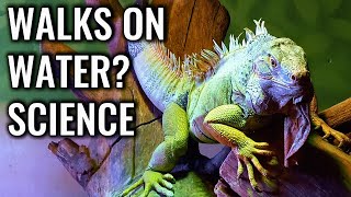 Basilisk Lizard Runs on Water – Science Explained