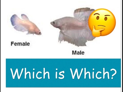 How to Tell Between a Male and Female Betta Fish