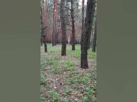 ахмат сила сдавайтесь. ахмат сила спецназ. чеченский генерал ахмат1. ахмад сила аллаху акбар. ахмат сила сдавайтесь.