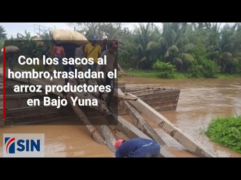 Con los sacos al hombro  trasladan el arroz productores en Bajo Yuna, provincia Duarte