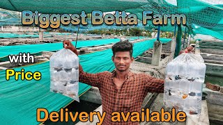 2rs from|Betta's biggest farm|aquafarm visit|40rs nemo candy|delivery available|xploring💫