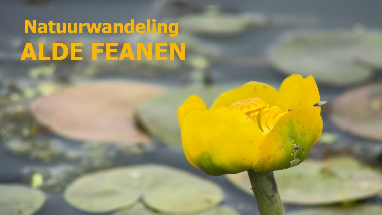 Natuurwandeling de Alde Feanen