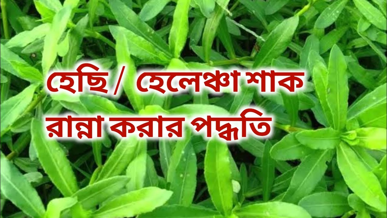 হেচি / হেলেঞ্চা শাক রান্না করার পদ্ধতি - YouTube