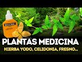 Paseo de Plantas medicinales, Hierba del yodo, Celidonia, Parietaria, Fresno, Olmo, Hiedra, etc