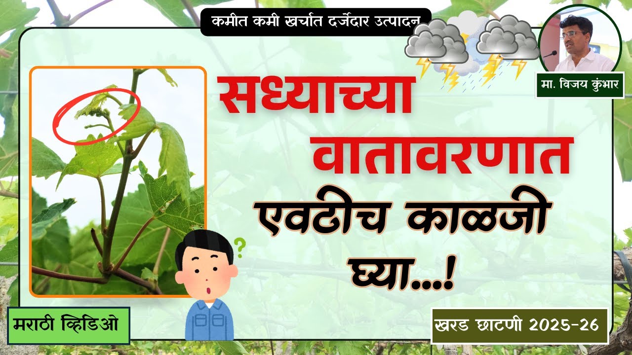 सध्याच्या वातावरणात एवढीच काळजी घ्या...! | 23 मे 2025 | @VijayKumbharYashAgroLab  #grape #farming