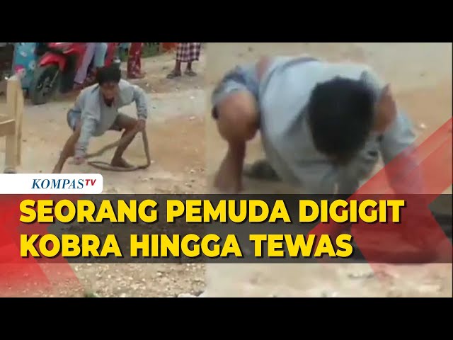 Detik-Detik Pemuda Digigit Kobra Saat Atraksi, Tewas Usai Dilarikan ke Klinik class=