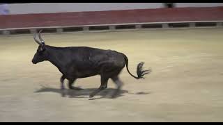 SOMMIERES (08/16/2026) - Race Highlights