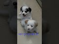 चुनमुन #doglove #positivevibes #funny #ekmotahathighumechala #pawarholakhalidhobijatimere #comedy