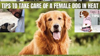 Male Vs Female Dogs | Dog in Heat  Tips for Caring for a Female. BholaShola