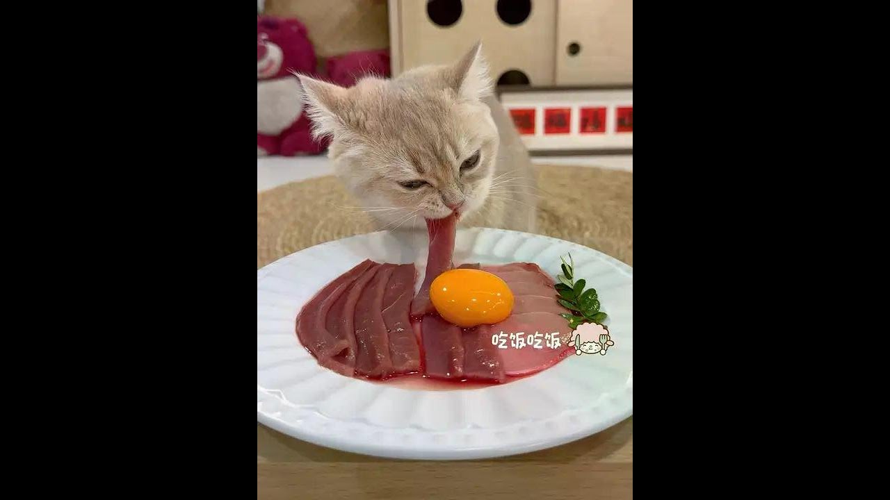 Today's eating broadcast #养猫 #foodie cat # raw meat # feed a cat # little food cat