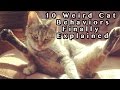 10 Weird Cat Behaviors Explained - YouTube