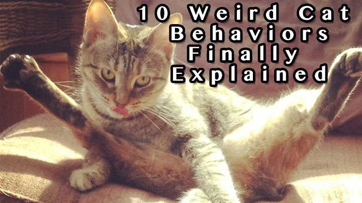 10 Weird Cat Behaviors Explained