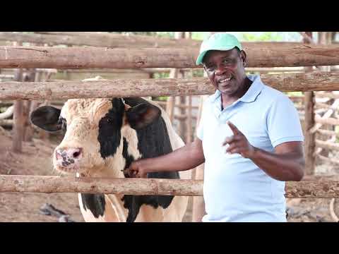 Be careful with Bulls