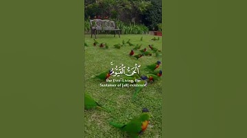 الله لا إله إلا هوَ - تلاوة بصوت القارئ إسلام صبحي ♥️..