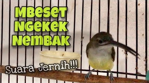 Masteran Pijantung Pisang Gacor Mbeset Ngekek, Nembak Durasi Panjang Suara Jernih | Kicau Tembak