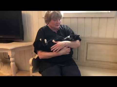 วีดีโอ: Pet Hospice: ทำไมคุณควรพิจารณา You