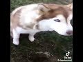 Literal jsjajaj (Video no mio ✨) #noflop #nocopiar #lentejas #memes #dúo