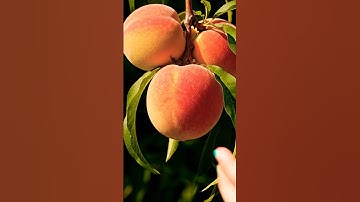 Satisfying Video | Peach 🍑 Fruit Cutting | Calm your Mind | ASMR Video #satisfying #asmr #ai