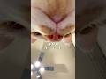 【猫たちとの暮らし】子猫がだいぶ慣れてきた日 #猫 #ルーティン #shorts