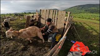 Mulsul Oilor și Caprelor la Stâna lui .POMPI .Zarnesti.BV