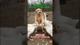 分かった降ろすから