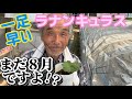 一足早いラナンキュラス【園芸のぶチャンネル】【ラナンキュラスラックス】【ランドセルシリーズ】