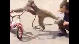 Lucu monyet vs orang minta rokok