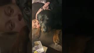 Rottweiler In Trouble And Growls For Forgiveness While Squishing Mom