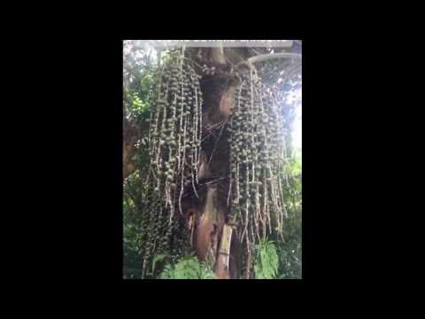 Видео: Ботаническа градина (Penang Botanic Gardens) описание и снимки - Малайзия: остров Пенанг