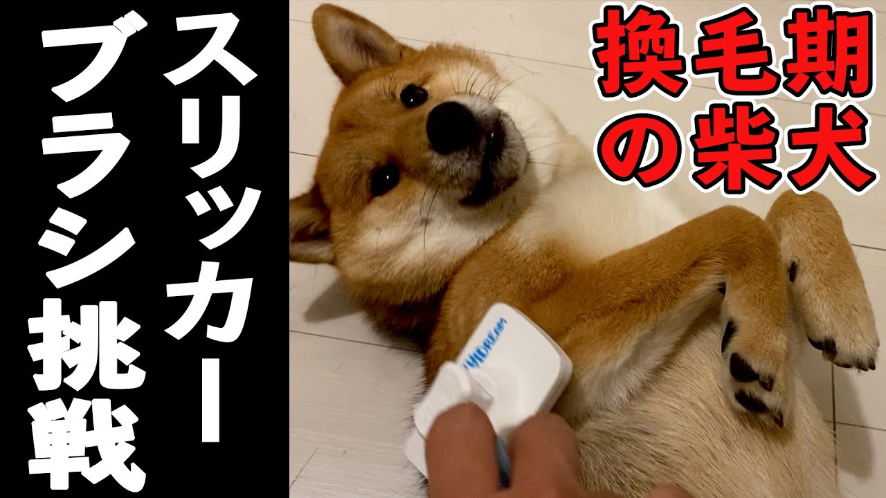 換毛期の柴犬にあえてスリッカーブラシを試してみた Youtube