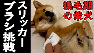 換毛期の柴犬にあえてスリッカーブラシを試してみた！