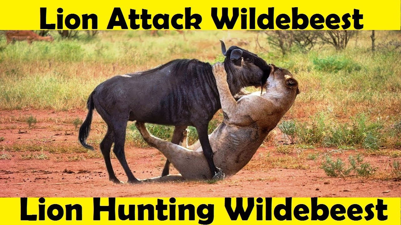 Lion Hunting Wildebeest. Lion Attack Wildebeest.
