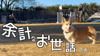 My quirky Corgi has started working on his own again [3rd birthday