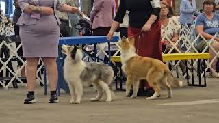 B-Pup Rough Collies SDFA 5/9/2026