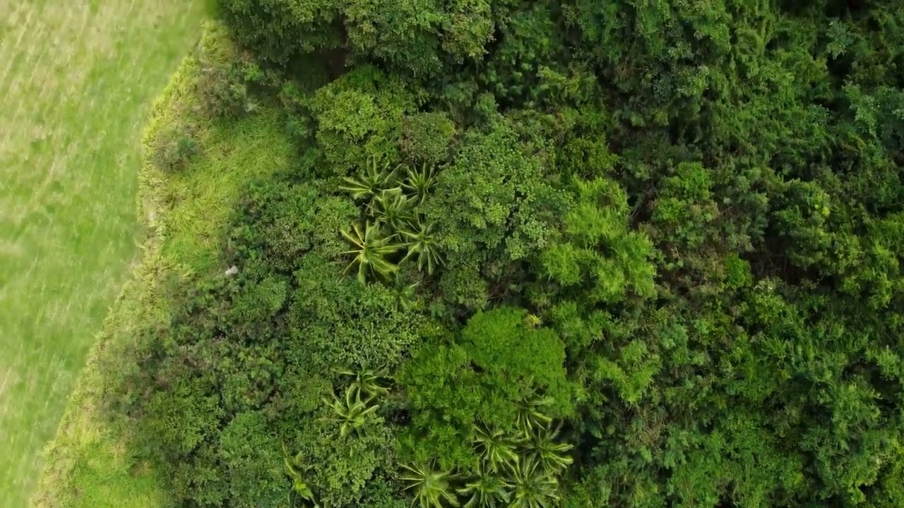 Tropical Forest Aerial 4K Stock Footage Clip