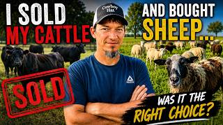 I Sold My Cattle and Bought Sheep - How I Got Here and Was It the Right Choice?