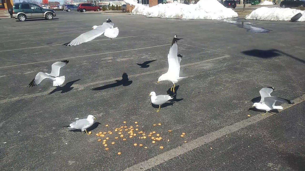 camera iphone 8 plus apk Feeding seagulls wafer cookies