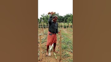 Frame Making for Pointed Gourd Plants #shorts