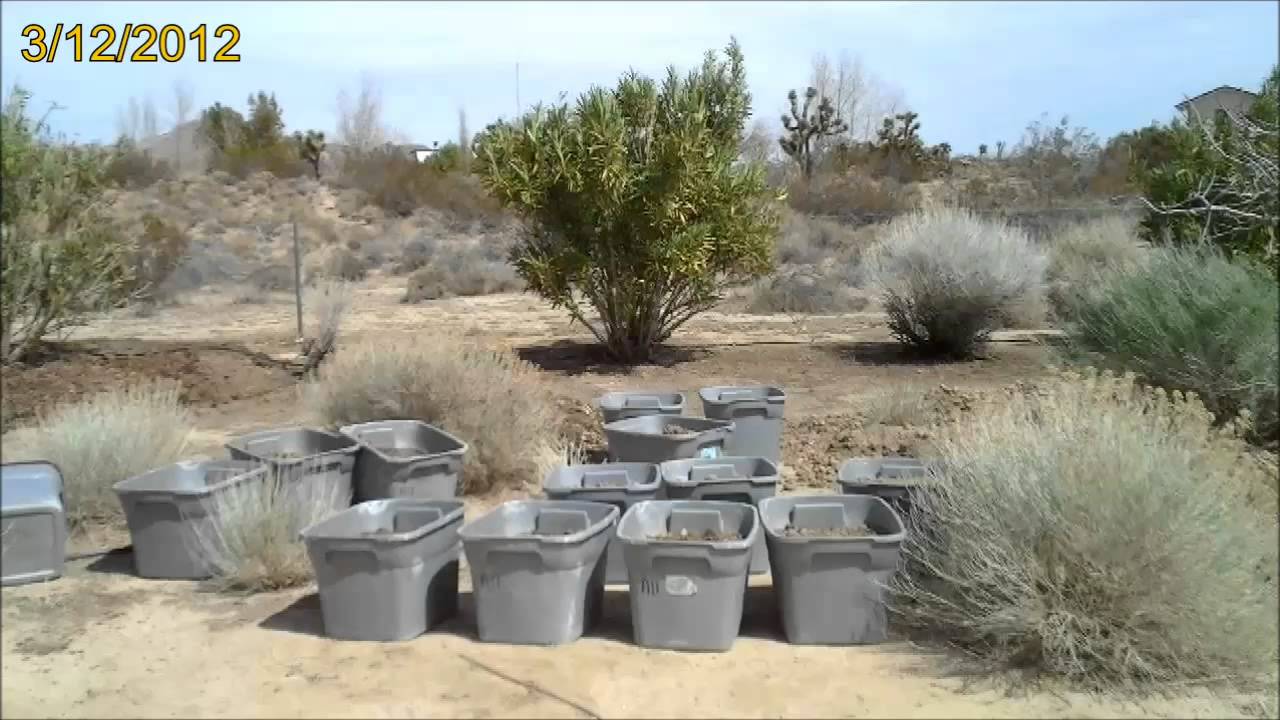 Oleander Maintenance
