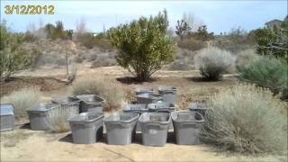 Oleander Maintenance