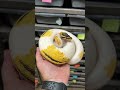 Pastel Orange Dream Yellowbelly subadult female showing off some impressions colors! #ballpython