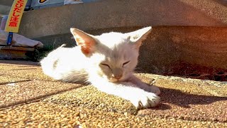 通りで寝転ぶ子猫が可愛過ぎる