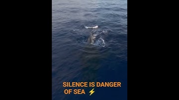 Thumbnail of Silence in the ocean is very scary 😳 #sea #viral #videos #travel