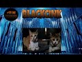 BLACKPINK - 'Kill this love' M/V || Parody cat (BLACKCINK)#Lui #parodycat