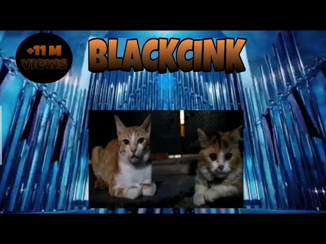 BLACKPINK - 'Kill this love' M/V || Parody cat (BLACKCINK)#Lui #parodycat #blackpink class=