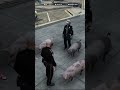Officer Bacon??!!|discord.gg/prxo #fivem #gta #roleplay #gta5clips #fivem #rp #fivemrp #rpcommunity