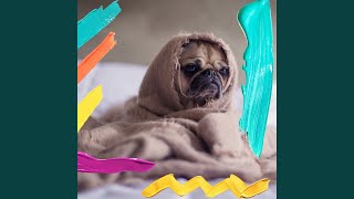 Simplistic Backdrops for Best Dogs