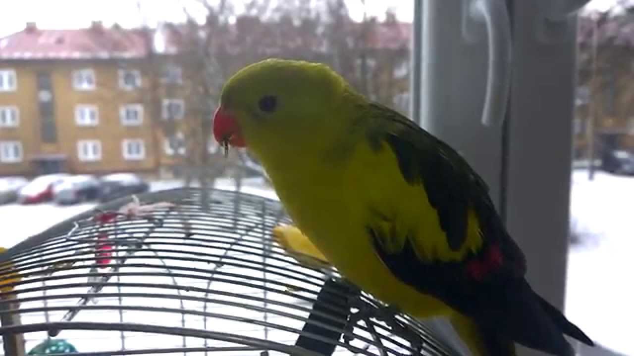 Regent Parrot Eating Pine Needles YouTube